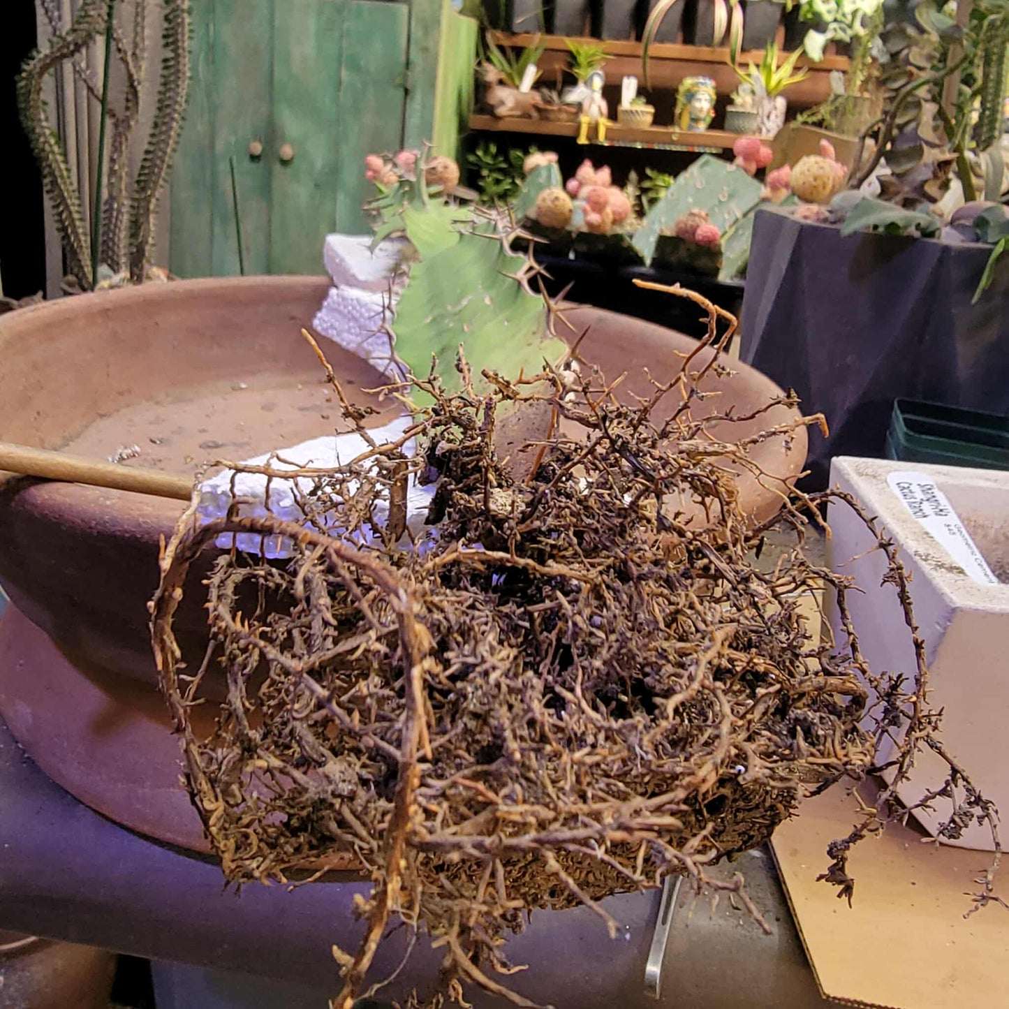 Euphorbia pseudocactus - ‘Zig Zag' Cactus - 28" tall!