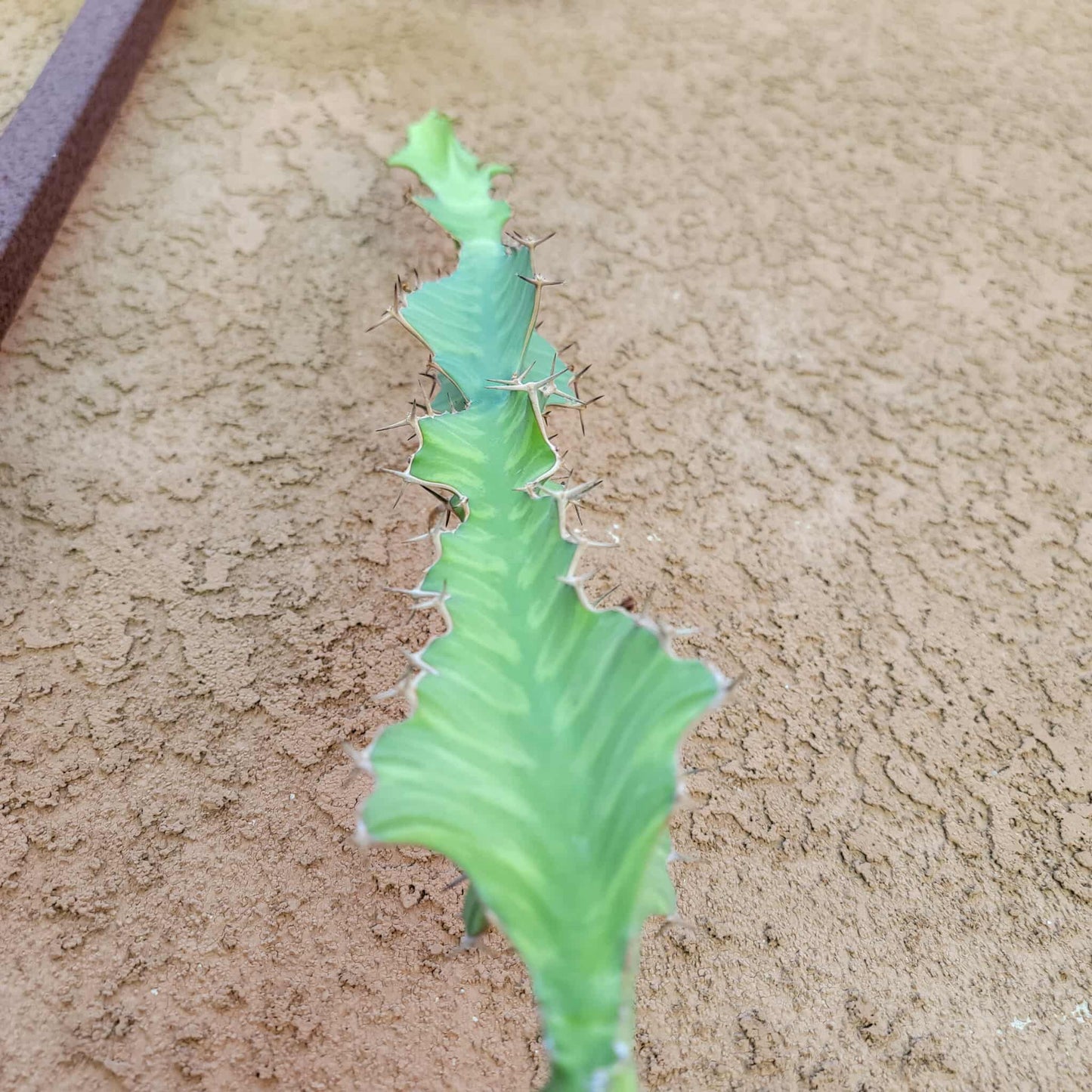Euphorbia pseudocactus - ‘Zig Zag' Cactus - 28" tall!