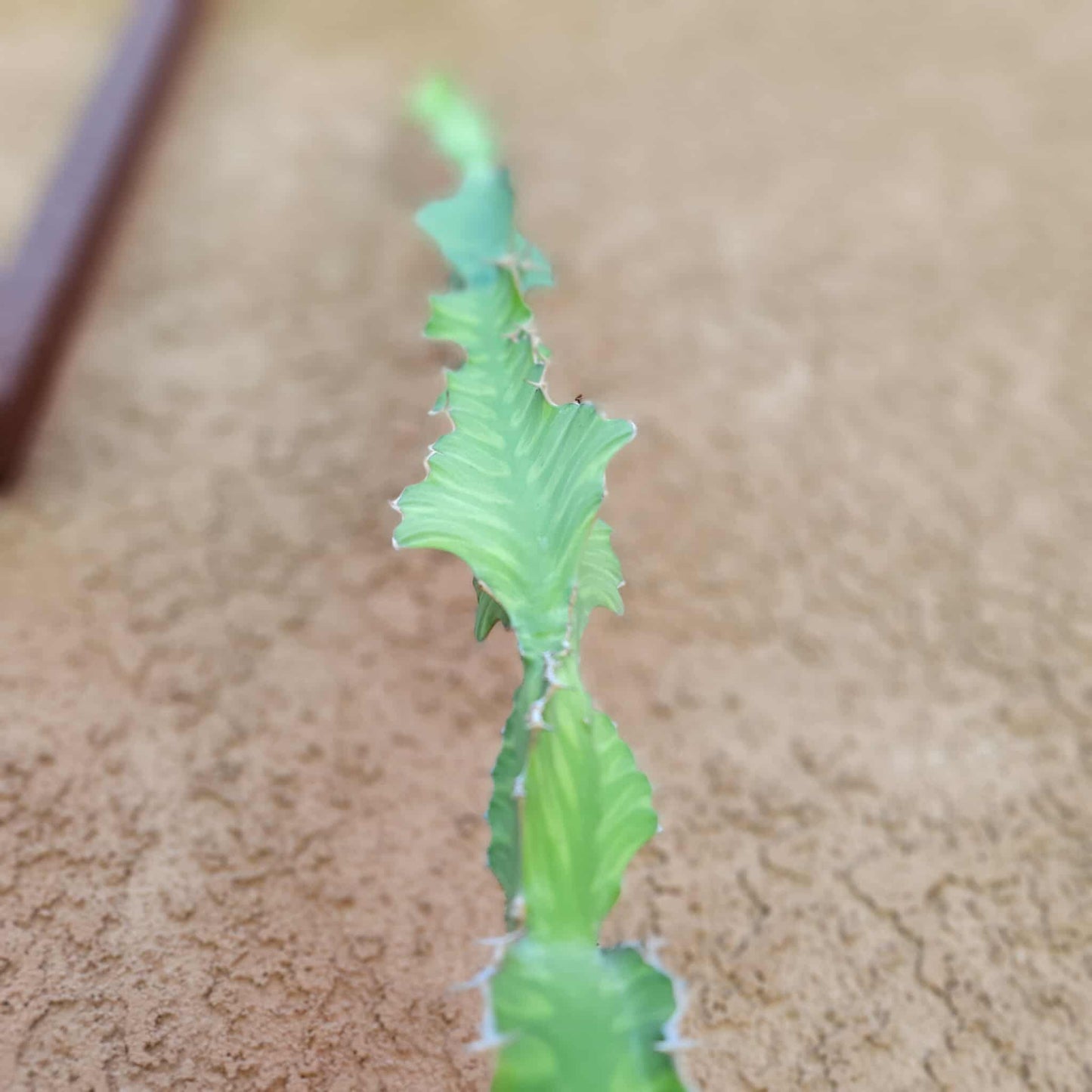 Euphorbia pseudocactus - ‘Zig Zag' Cactus - 28" tall!