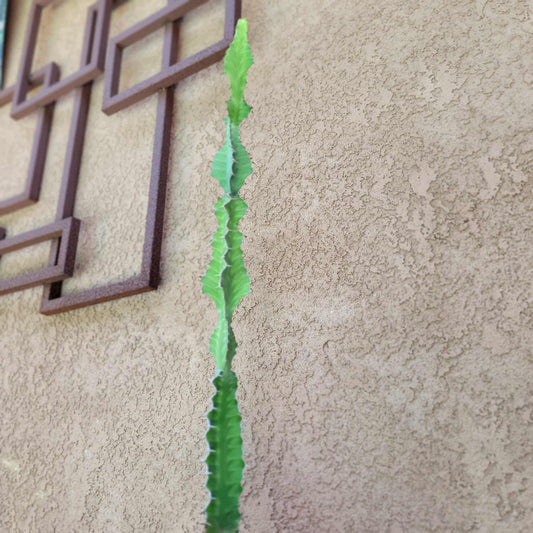 Euphorbia pseudocactus - ‘Zig Zag' Cactus - 28" tall!