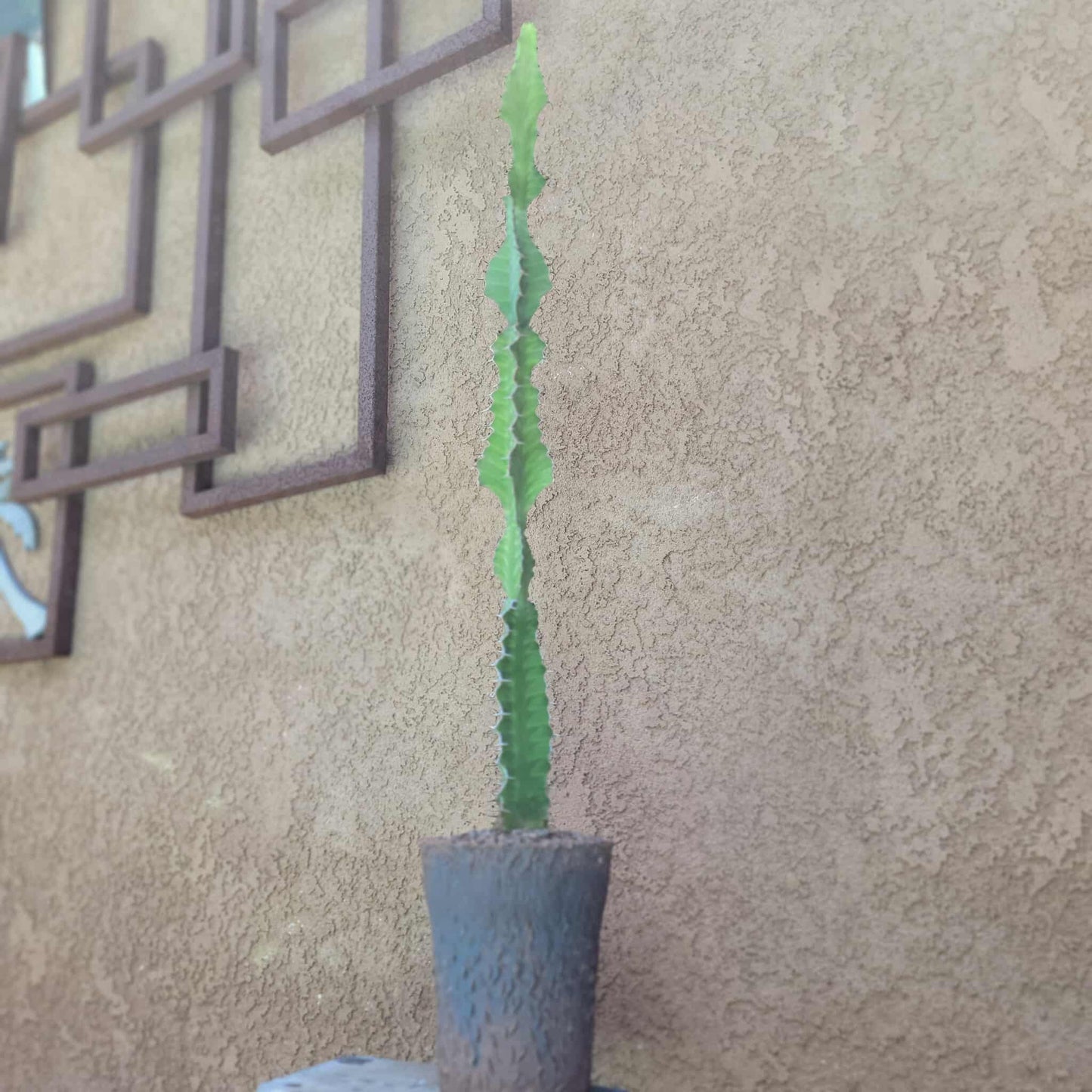 Euphorbia pseudocactus - ‘Zig Zag' Cactus - 28" tall!