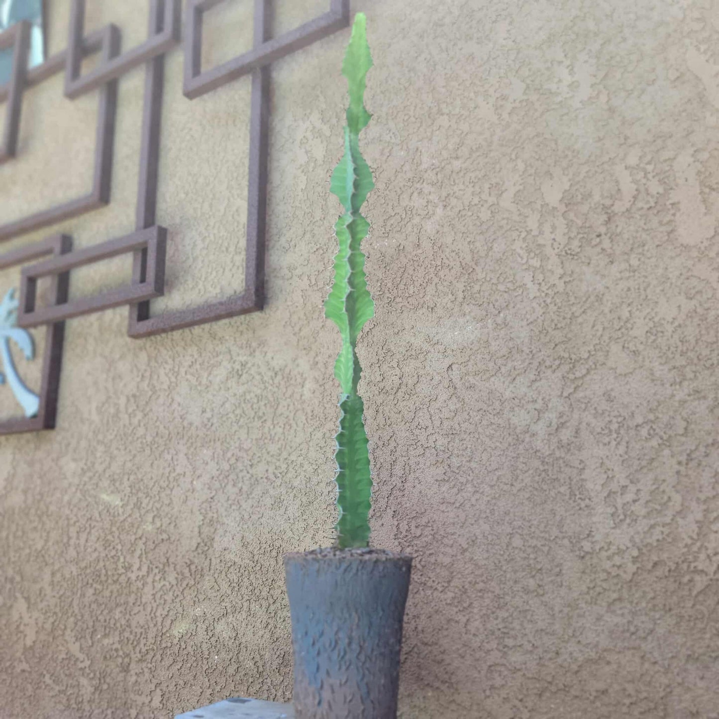 Euphorbia pseudocactus - ‘Zig Zag' Cactus - 28" tall!