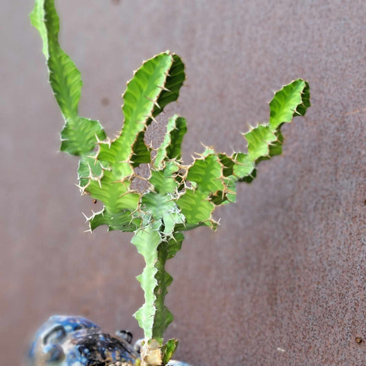 Euphorbia pseudocactus - ‘Zig Zag'