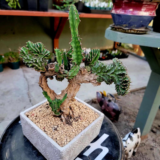 Cement Planter - Engraved - Square