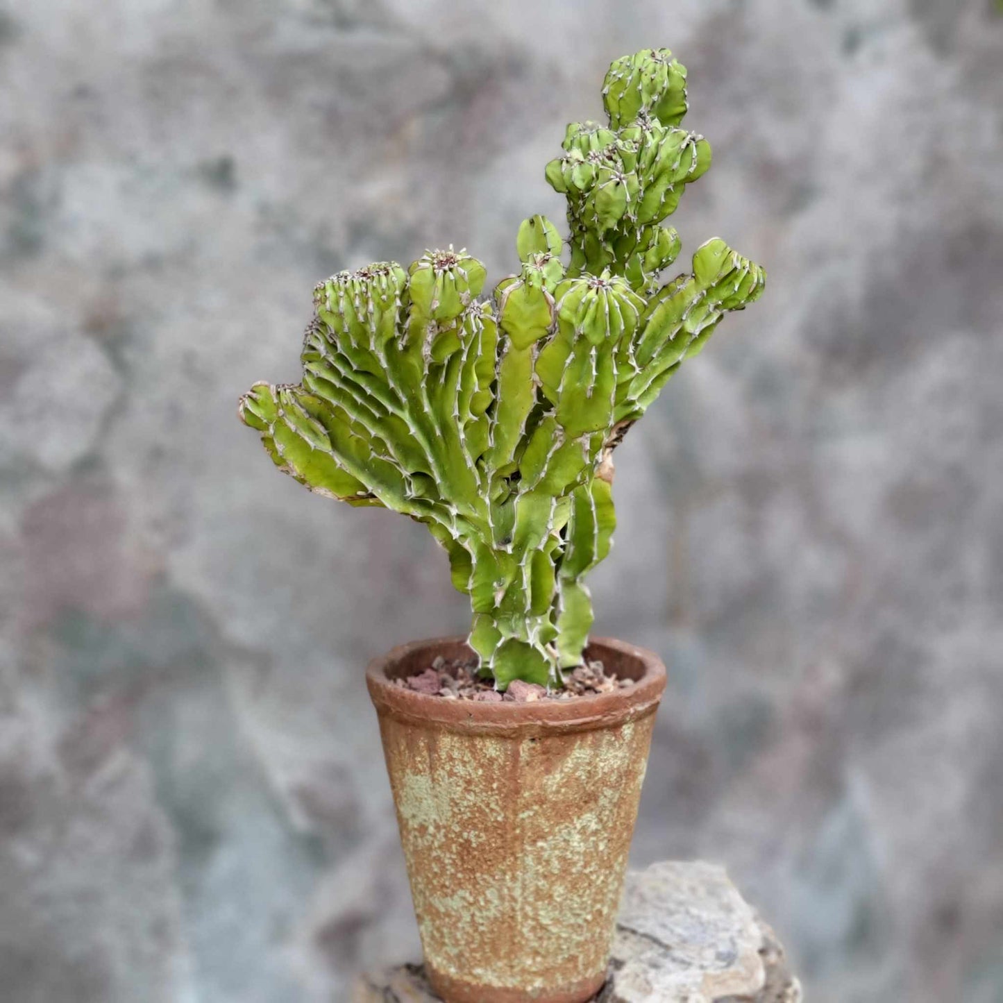 Euphorbia pseudocactus f. cristata (Crested Euphorbia pseudocactus)