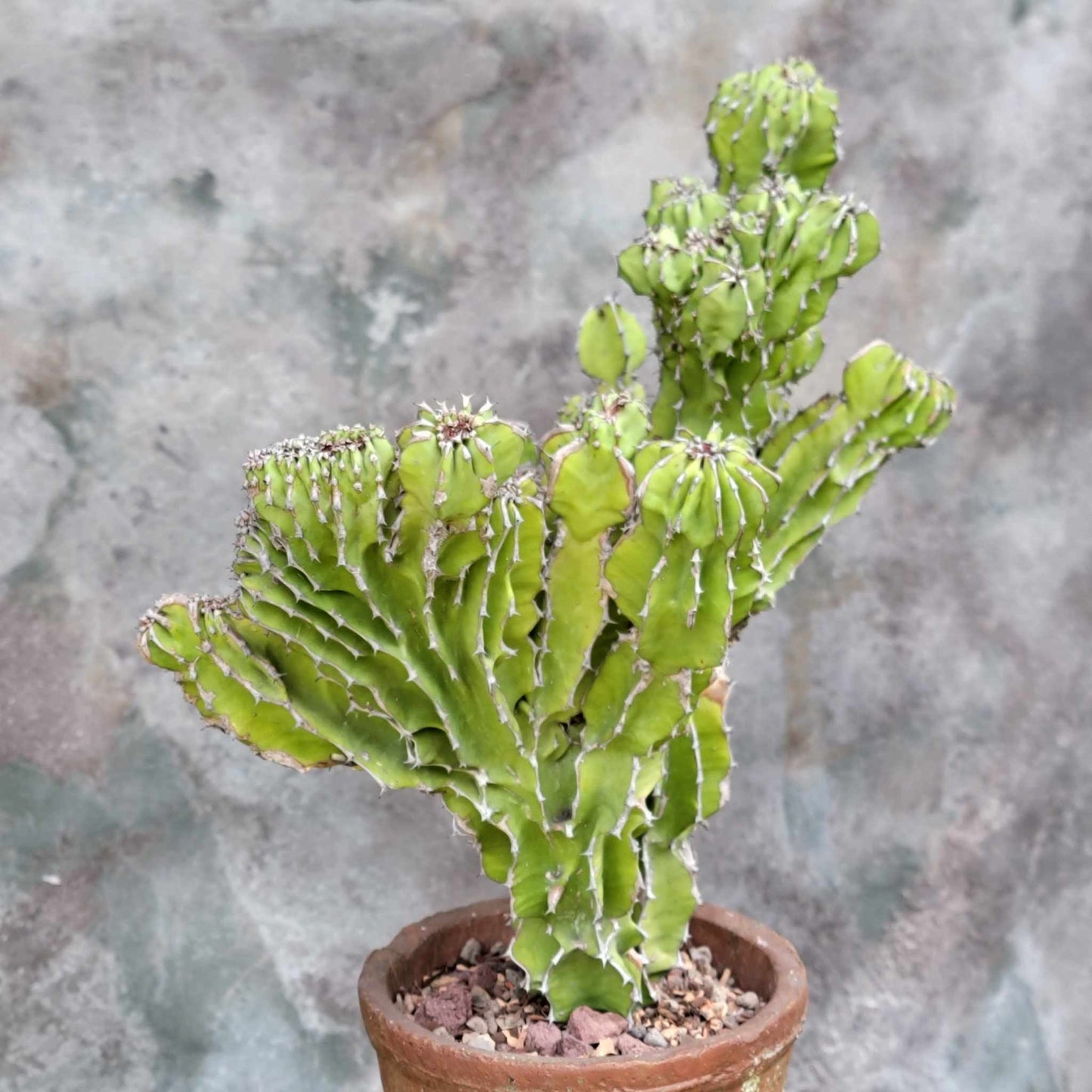 Euphorbia pseudocactus f. cristata (Crested Euphorbia pseudocactus)
