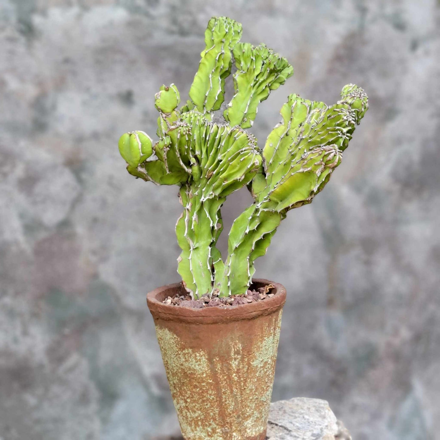 Euphorbia pseudocactus f. cristata (Crested Euphorbia pseudocactus)