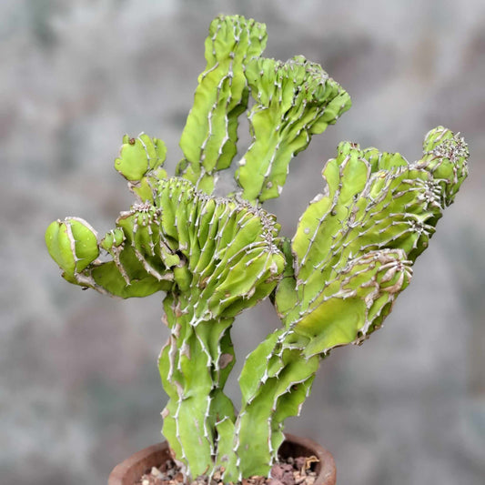 Euphorbia pseudocactus f. cristata (Crested Euphorbia pseudocactus)