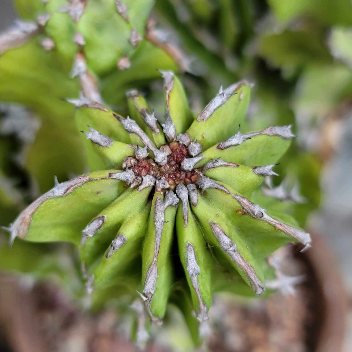 Euphorbia pseudocactus f. cristata (Crested Euphorbia pseudocactus)