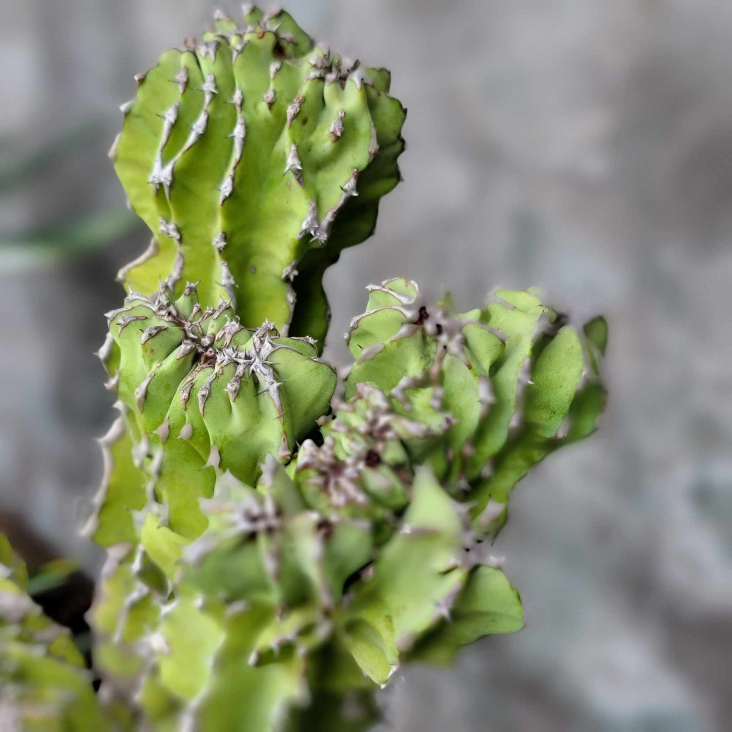 Euphorbia pseudocactus f. cristata (Crested Euphorbia pseudocactus)