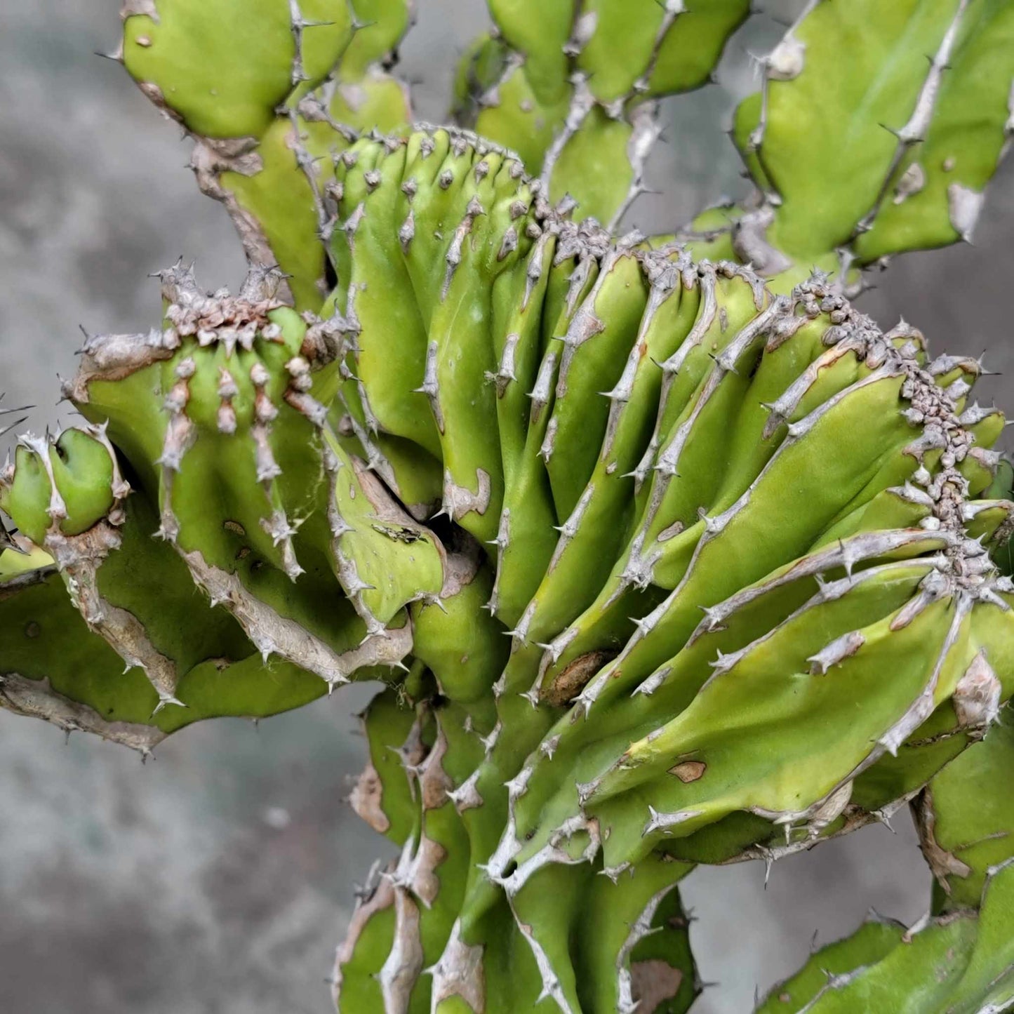 Euphorbia pseudocactus f. cristata (Crested Euphorbia pseudocactus)