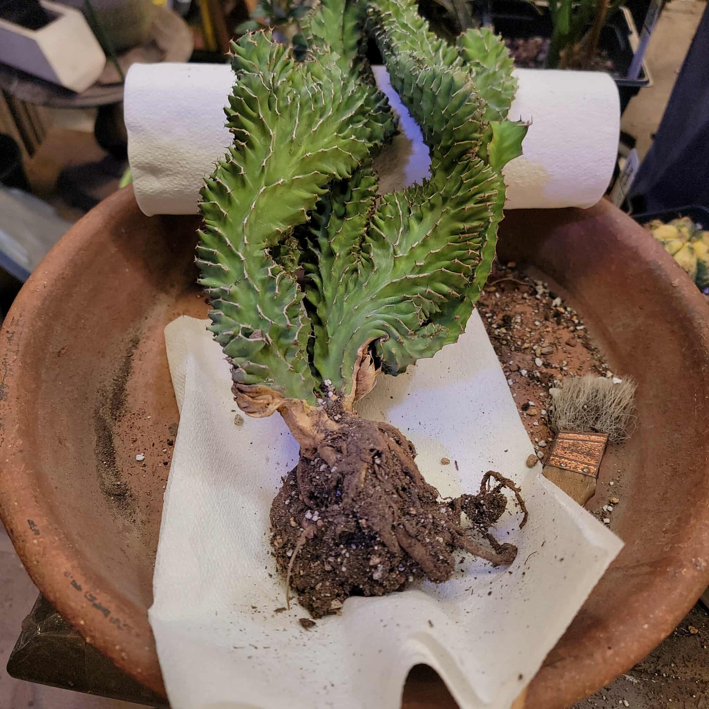 Euphorbia pseudocactus f. cristata