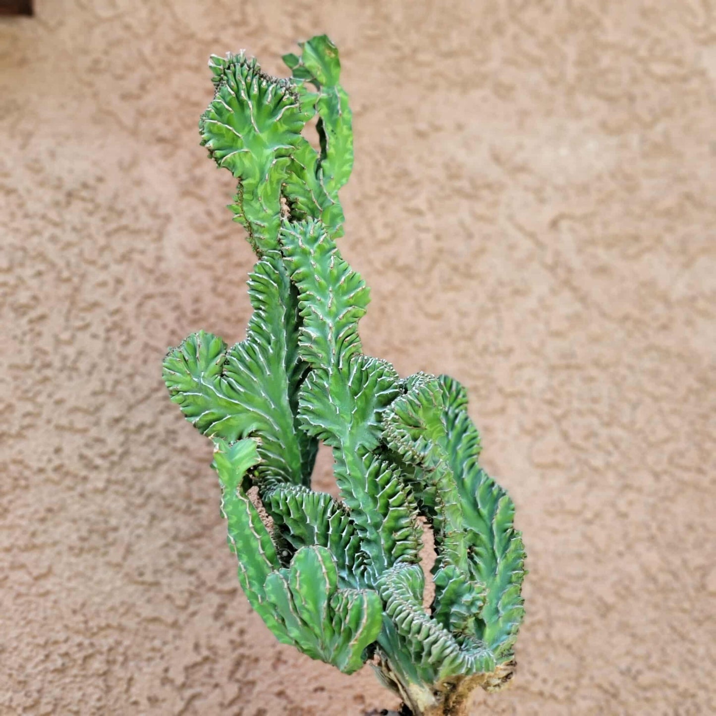 Euphorbia pseudocactus f. cristata