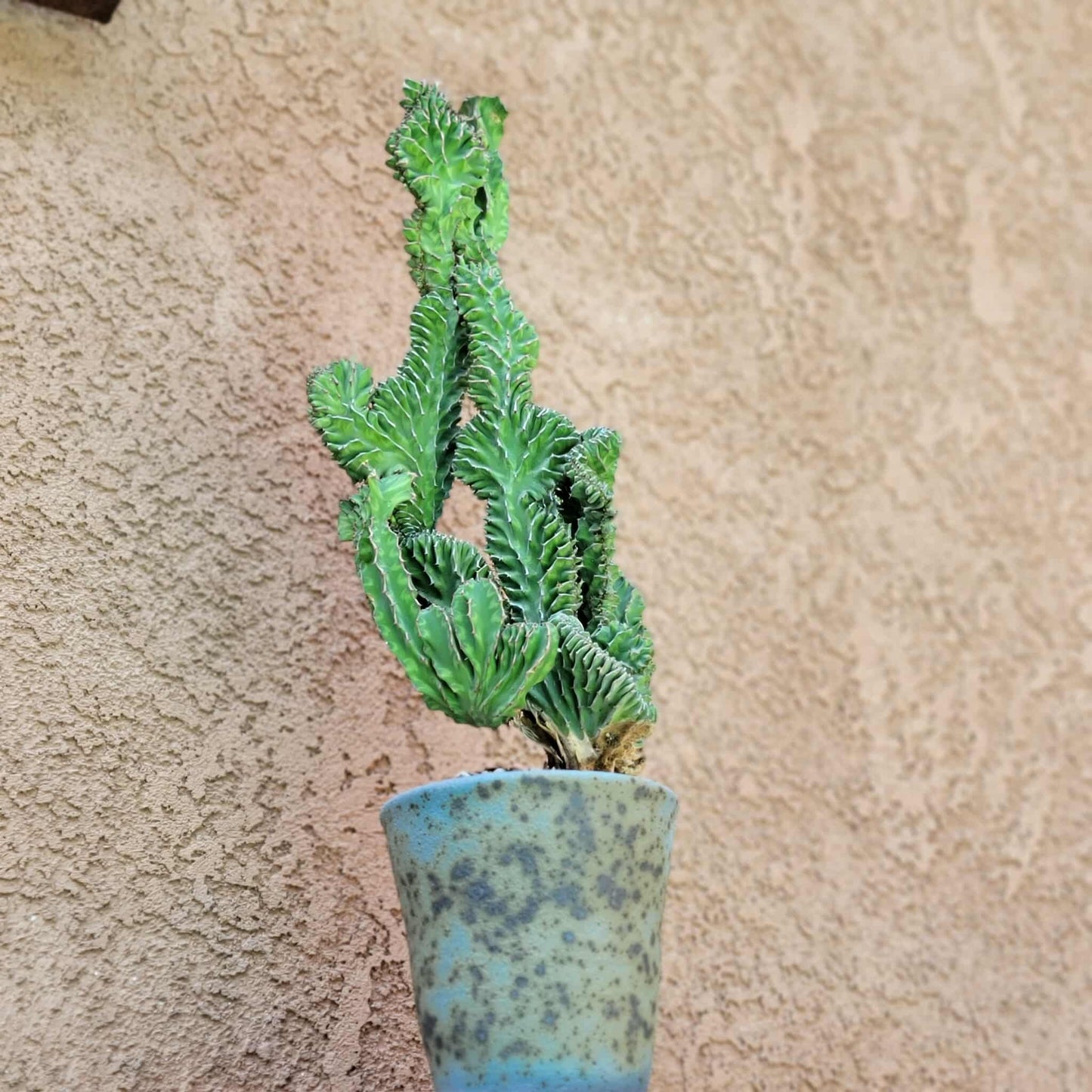 Euphorbia pseudocactus f. cristata