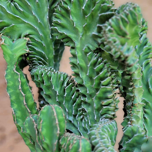Euphorbia pseudocactus f. cristata