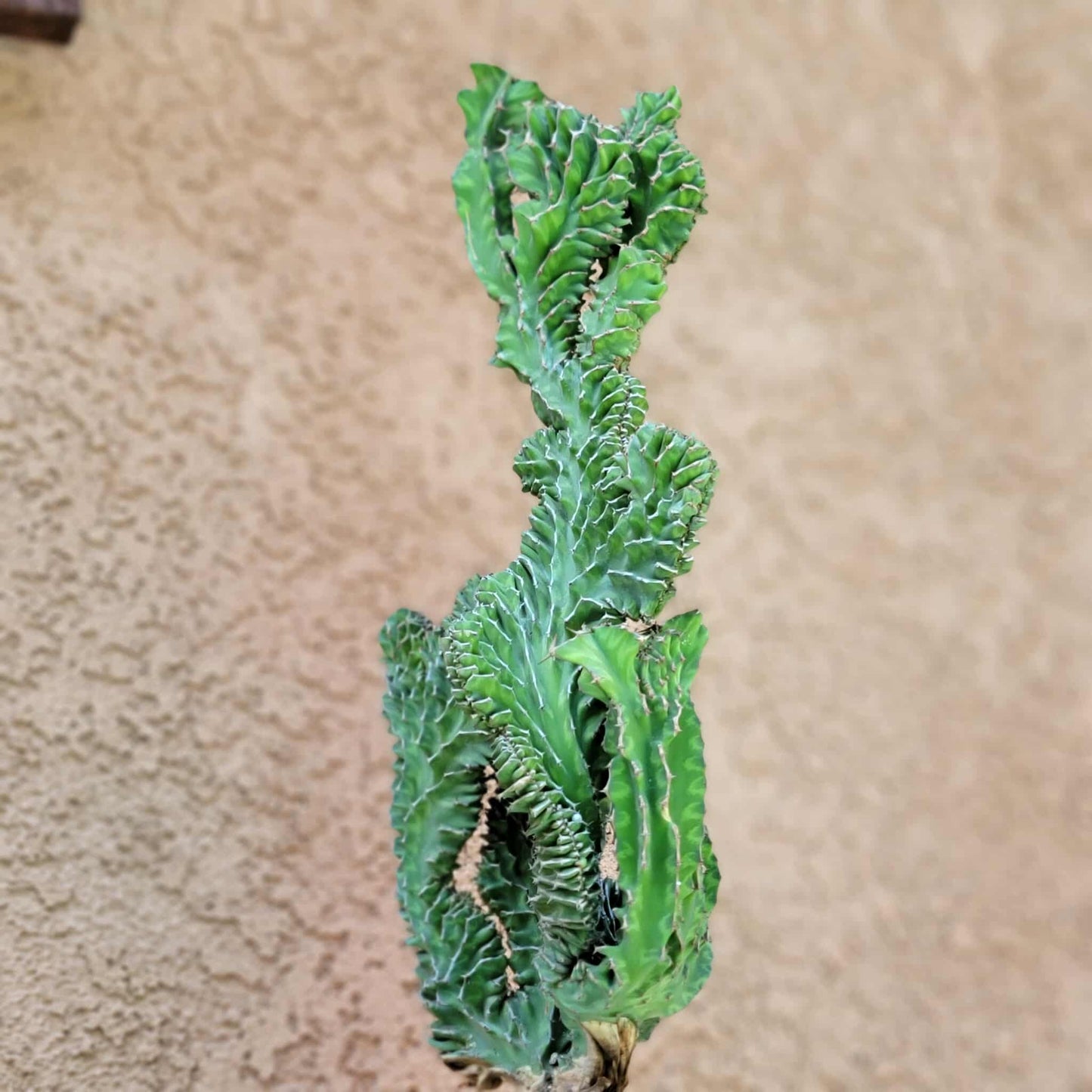Euphorbia pseudocactus f. cristata