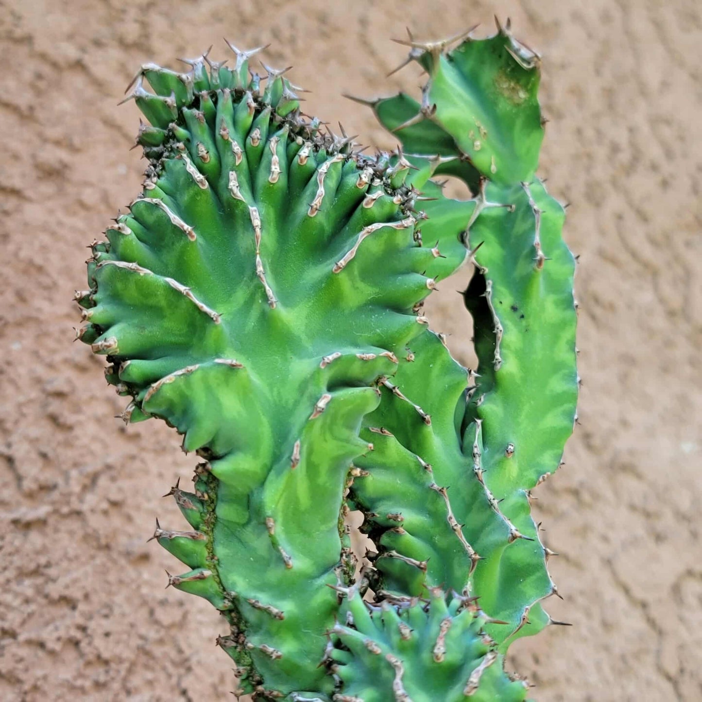 Euphorbia pseudocactus f. cristata