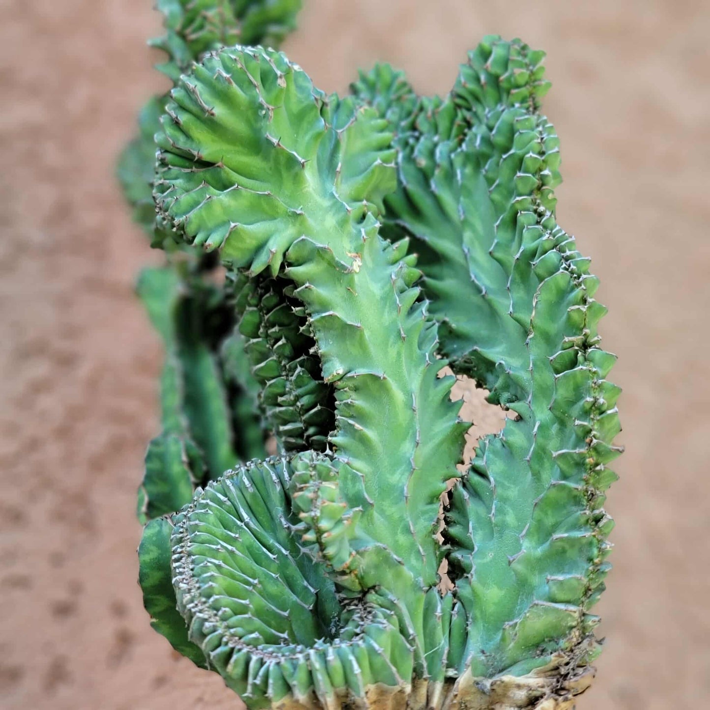 Euphorbia pseudocactus f. cristata