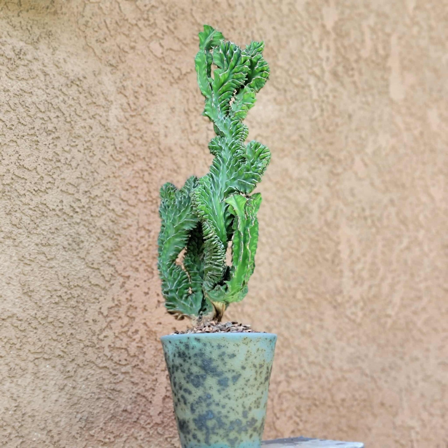 Euphorbia pseudocactus f. cristata