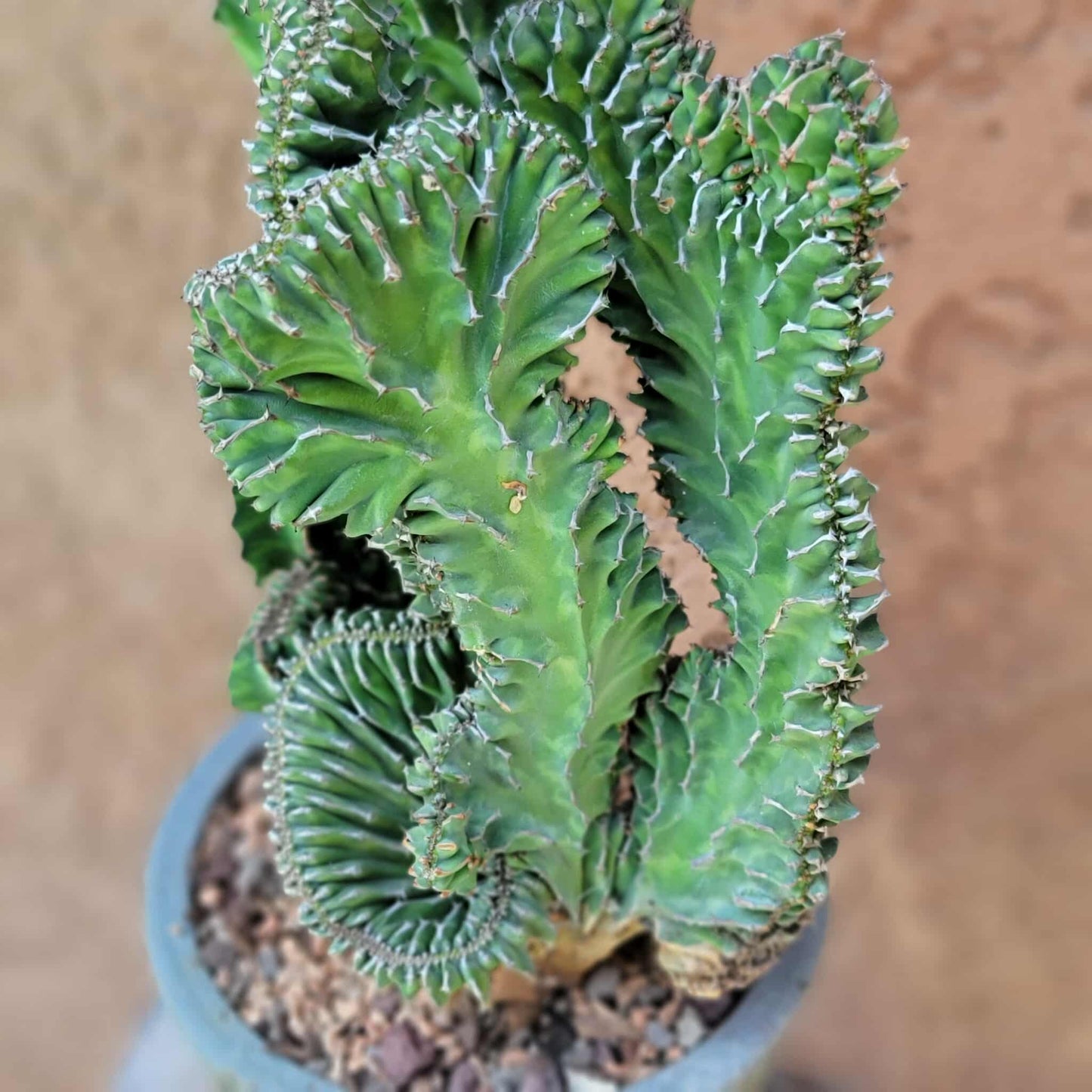 Euphorbia pseudocactus f. cristata