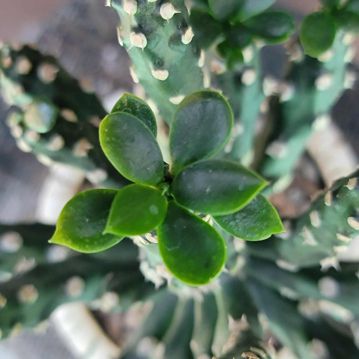 Euphorbia royleana f. inermis