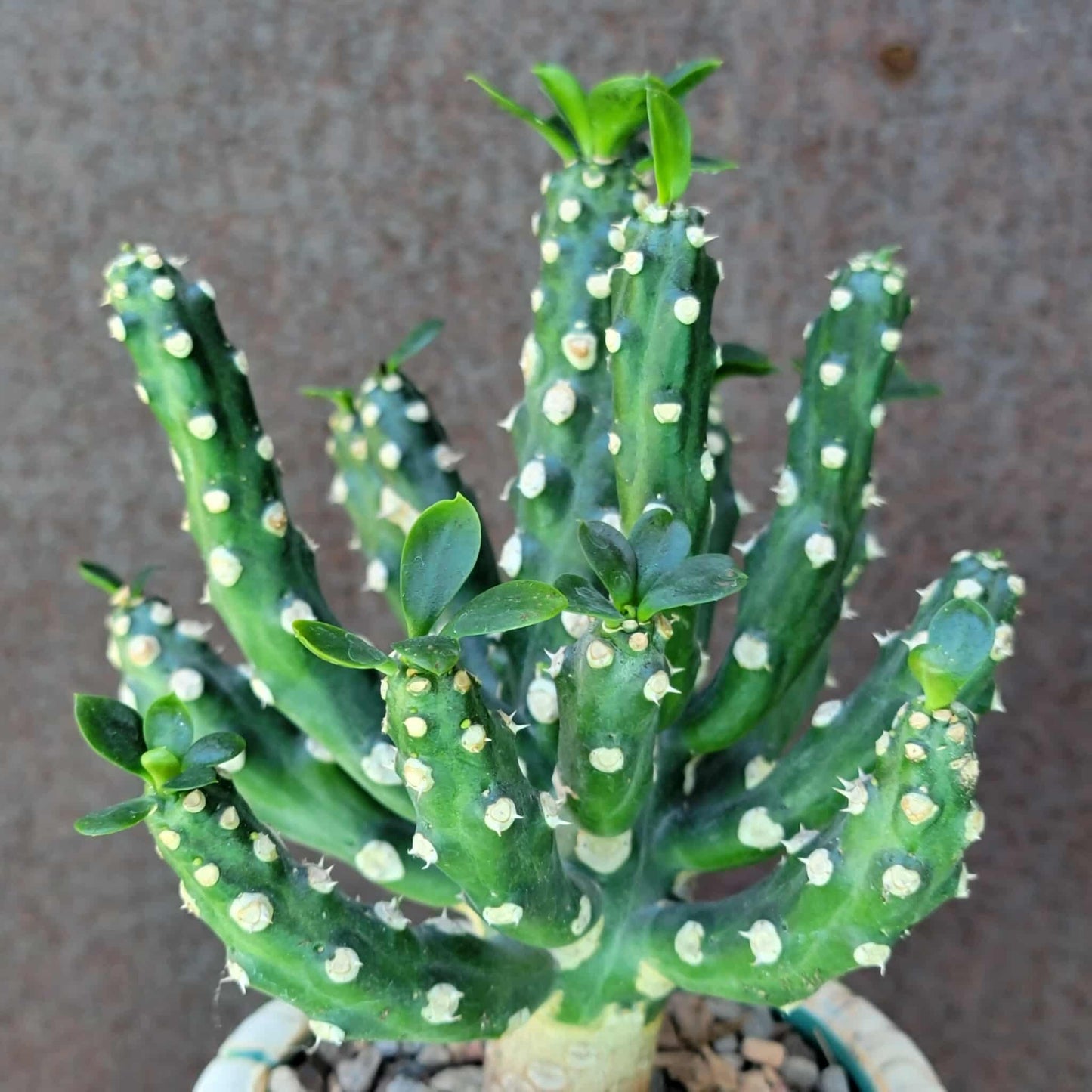 Euphorbia royleana f. inermis