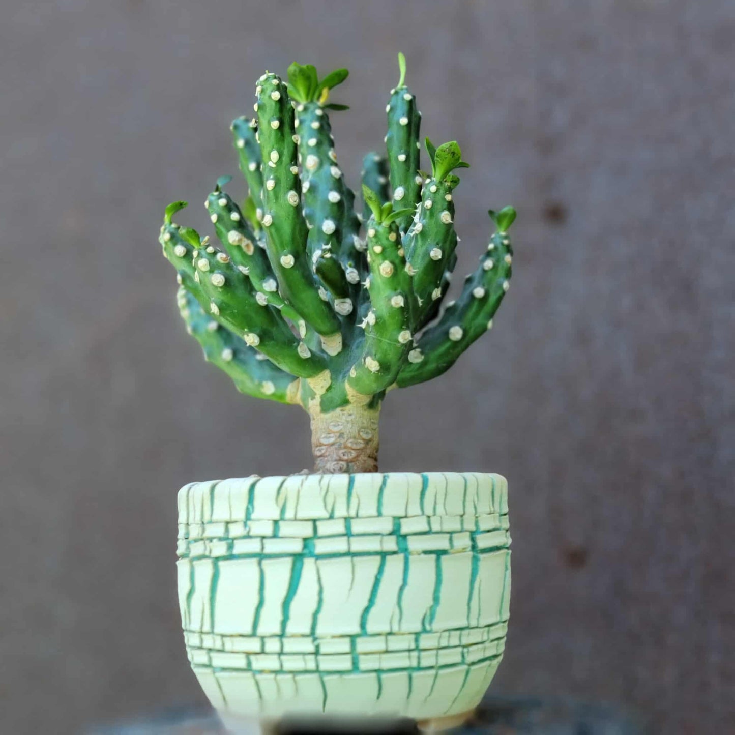 Euphorbia royleana f. inermis