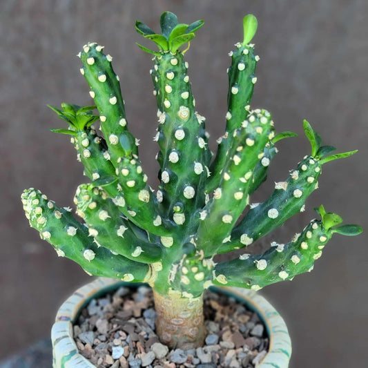 Euphorbia royleana f. inermis