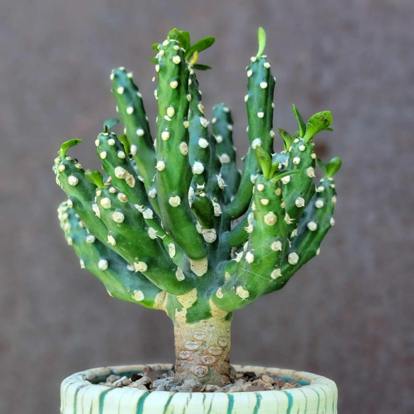 Euphorbia royleana f. inermis