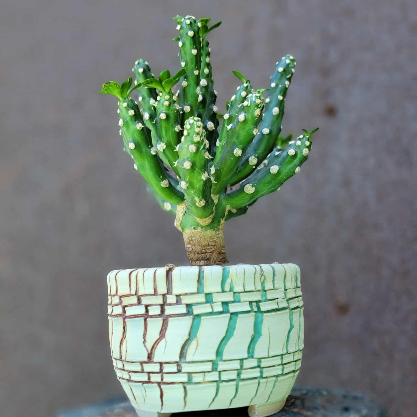 Euphorbia royleana f. inermis