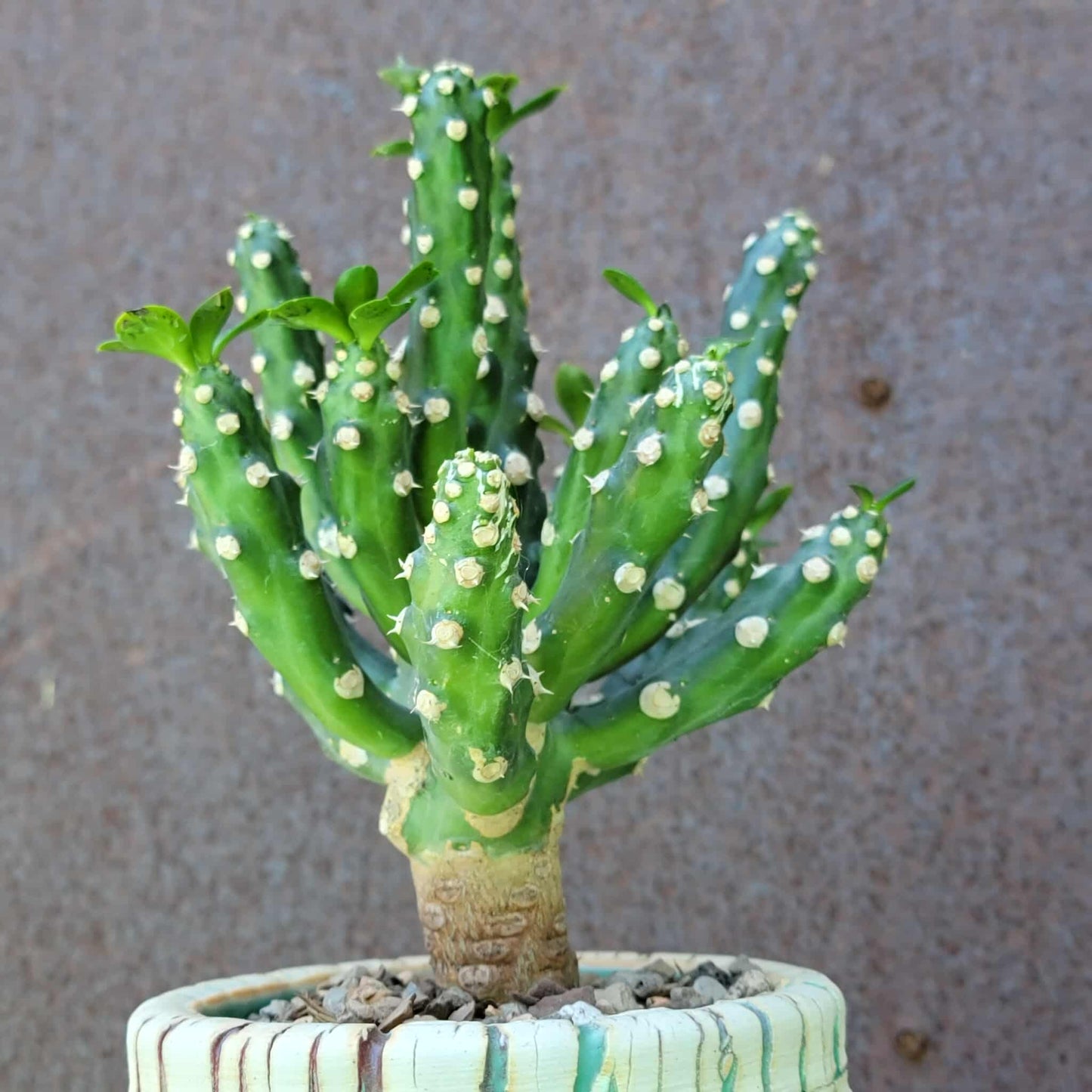 Euphorbia royleana f. inermis