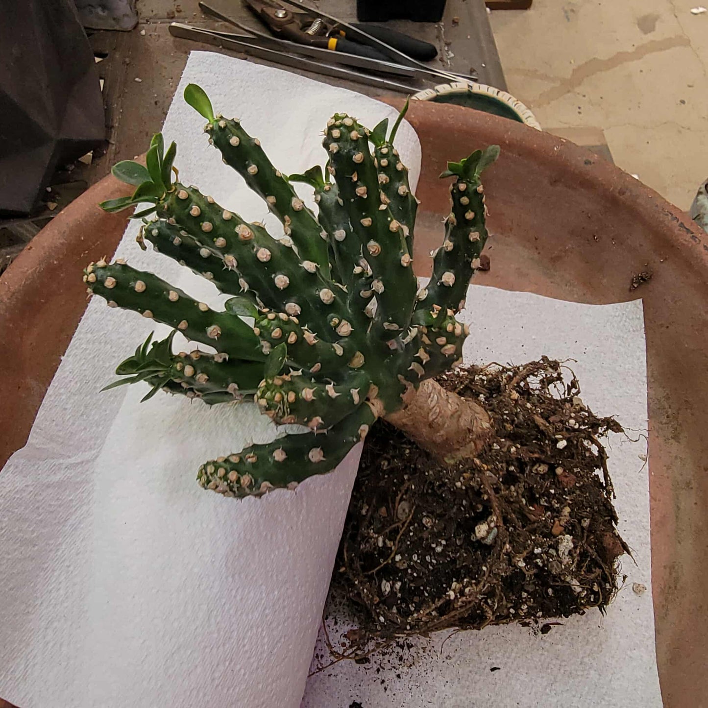 Euphorbia royleana f. inermis
