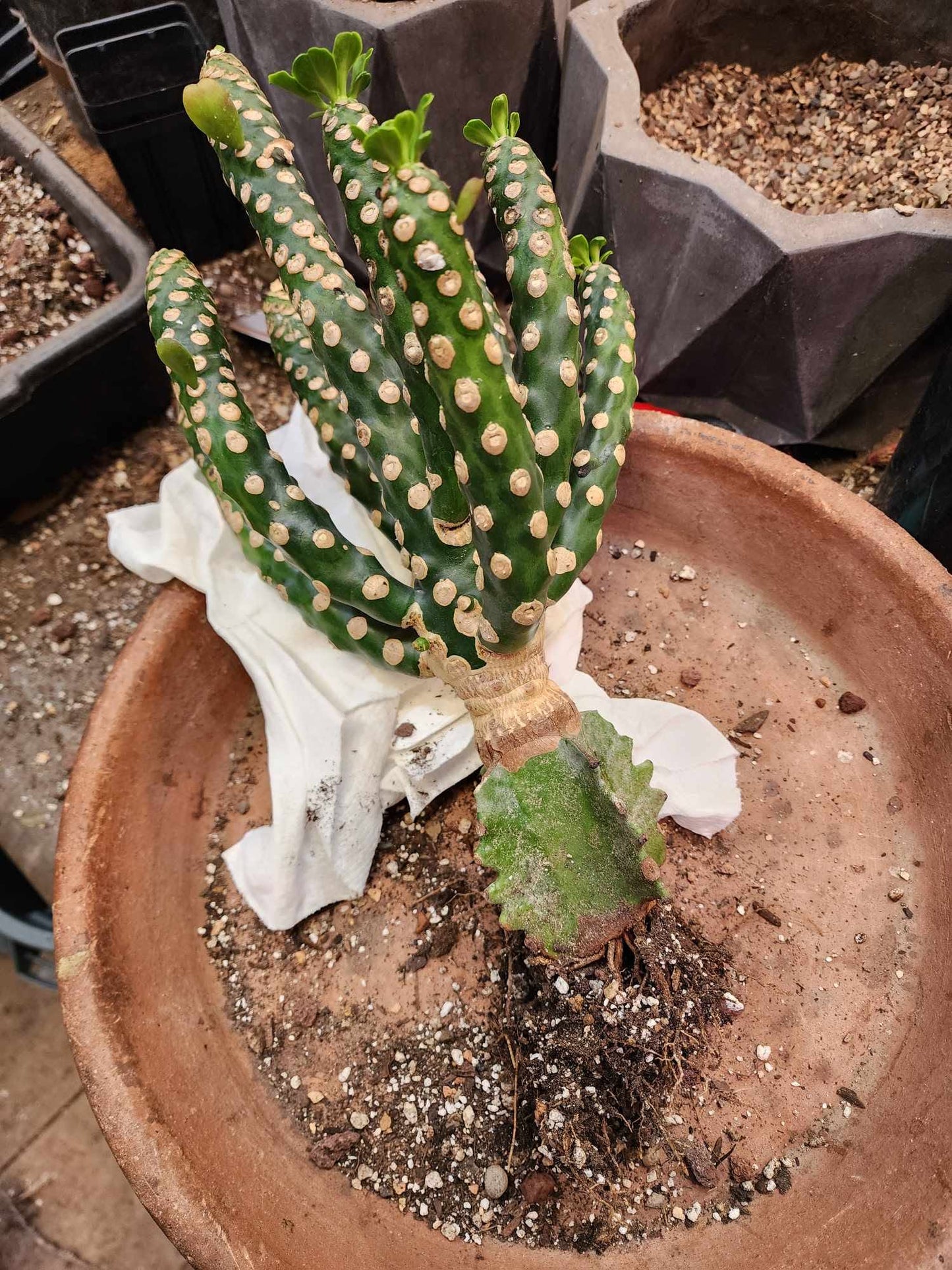 Euphorbia royleana f. inermis