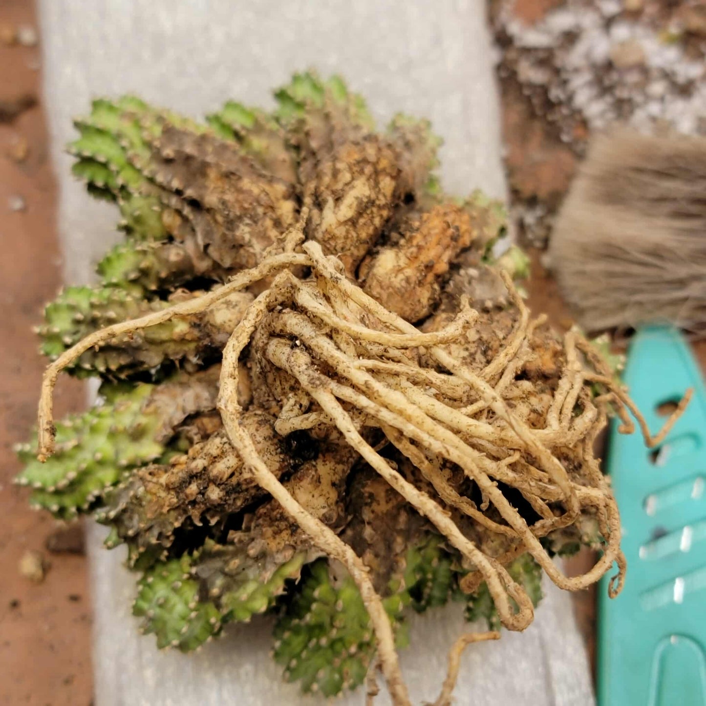 Euphorbia sepulta