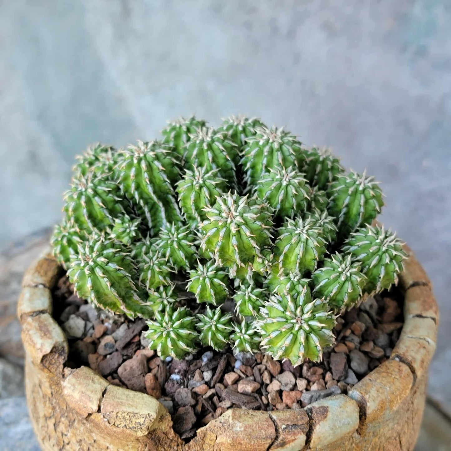 Euphorbia sepulta