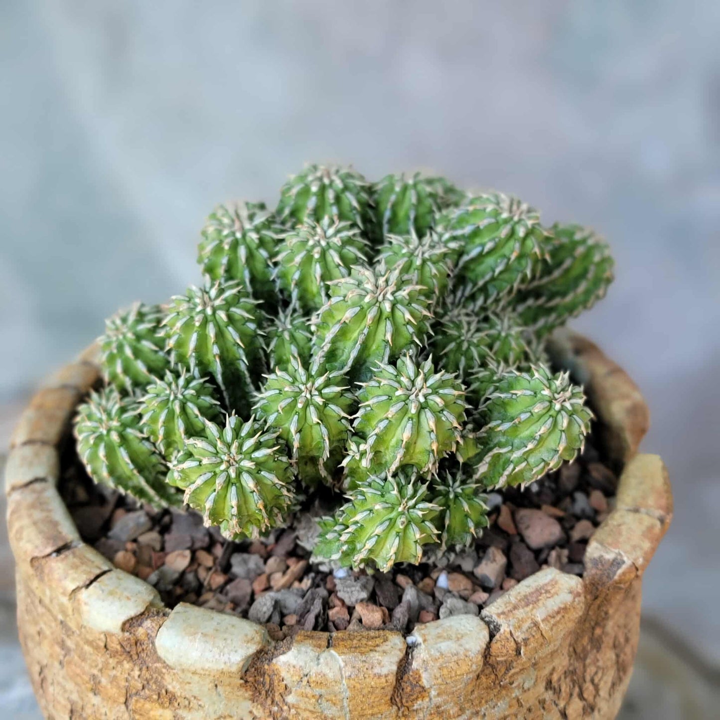 Euphorbia sepulta