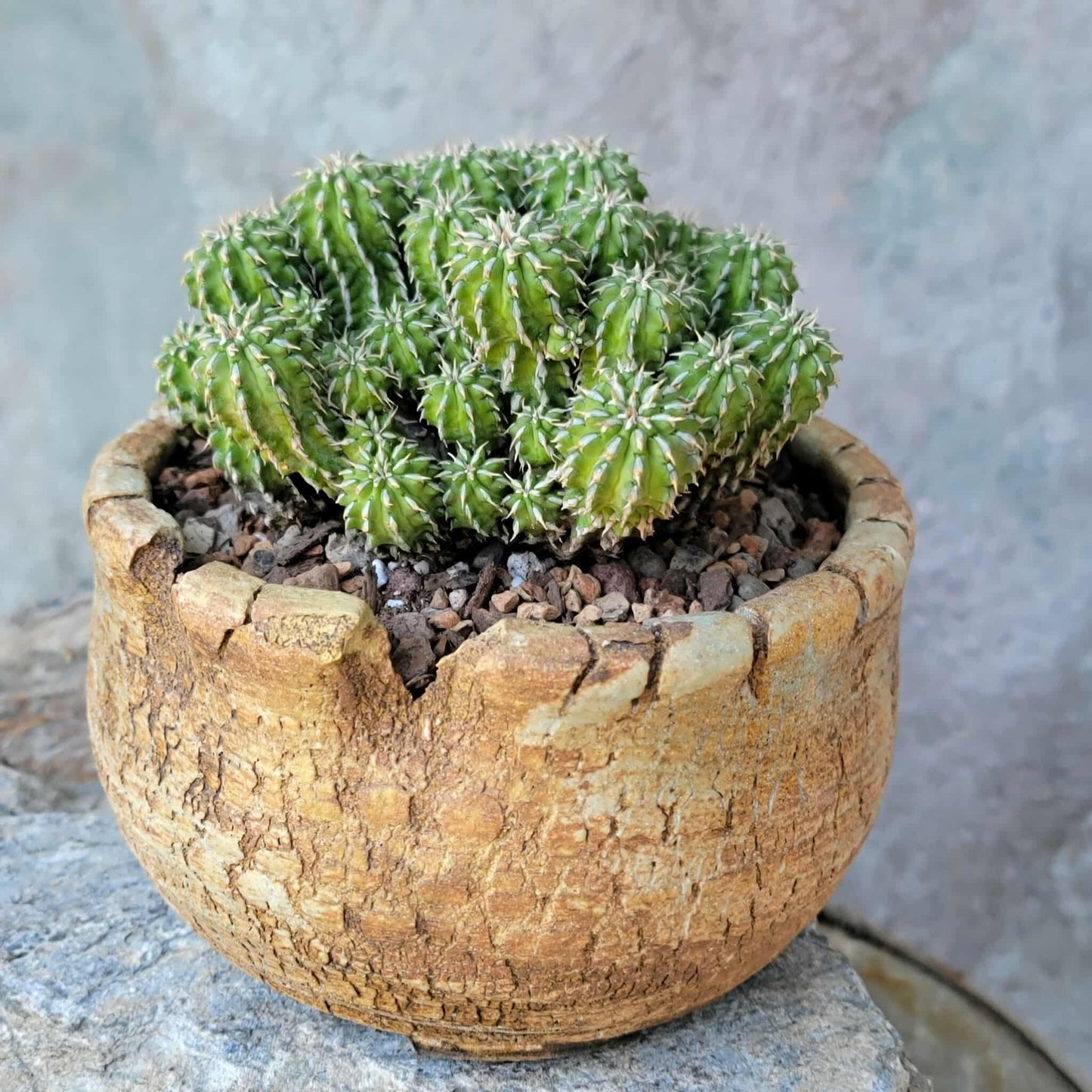 Euphorbia sepulta