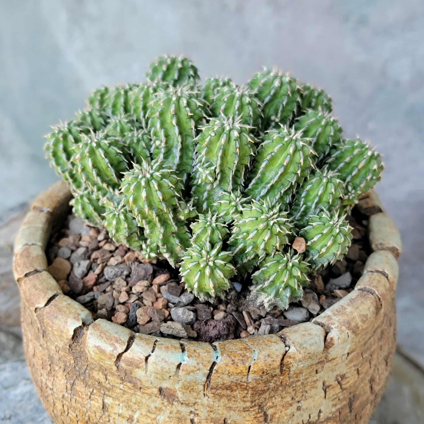 Euphorbia sepulta