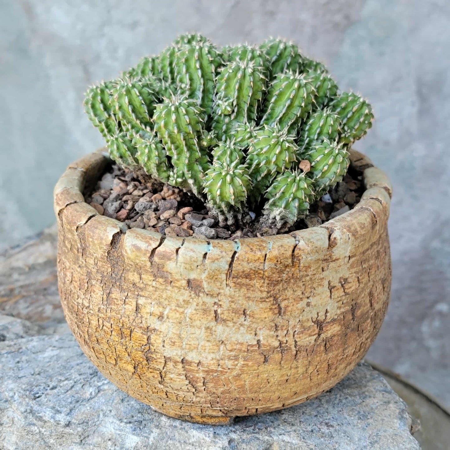 Euphorbia sepulta