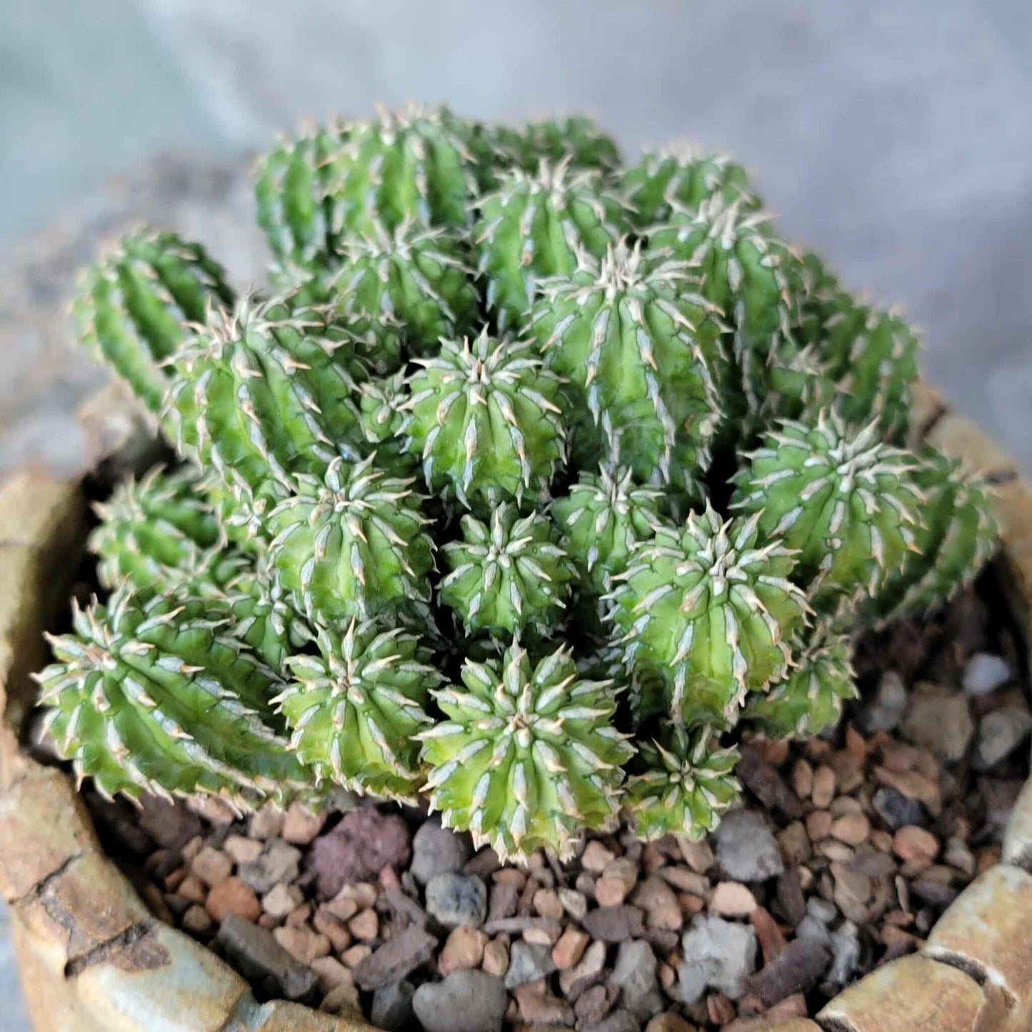 Euphorbia sepulta