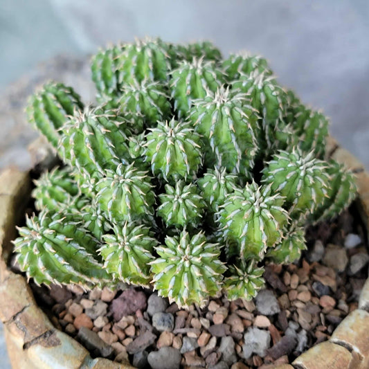 Euphorbia sepulta