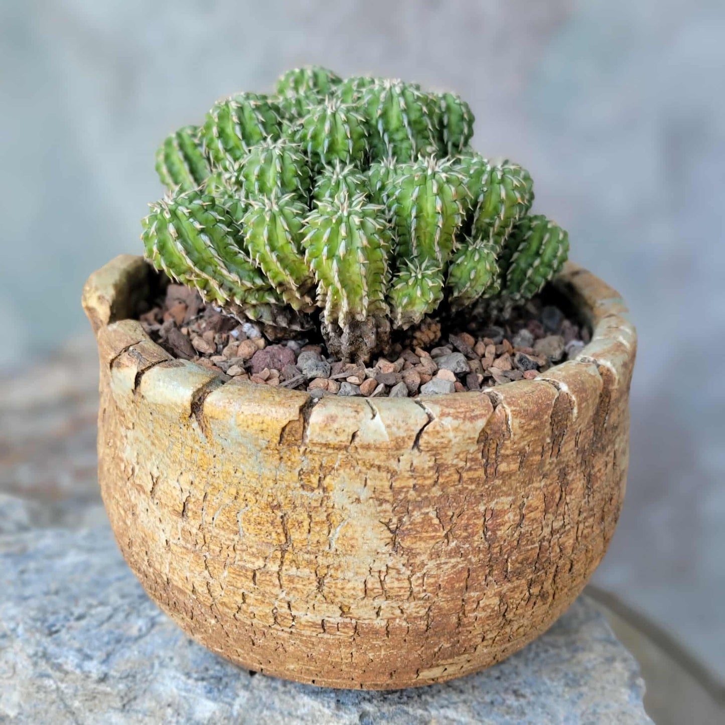 Euphorbia sepulta