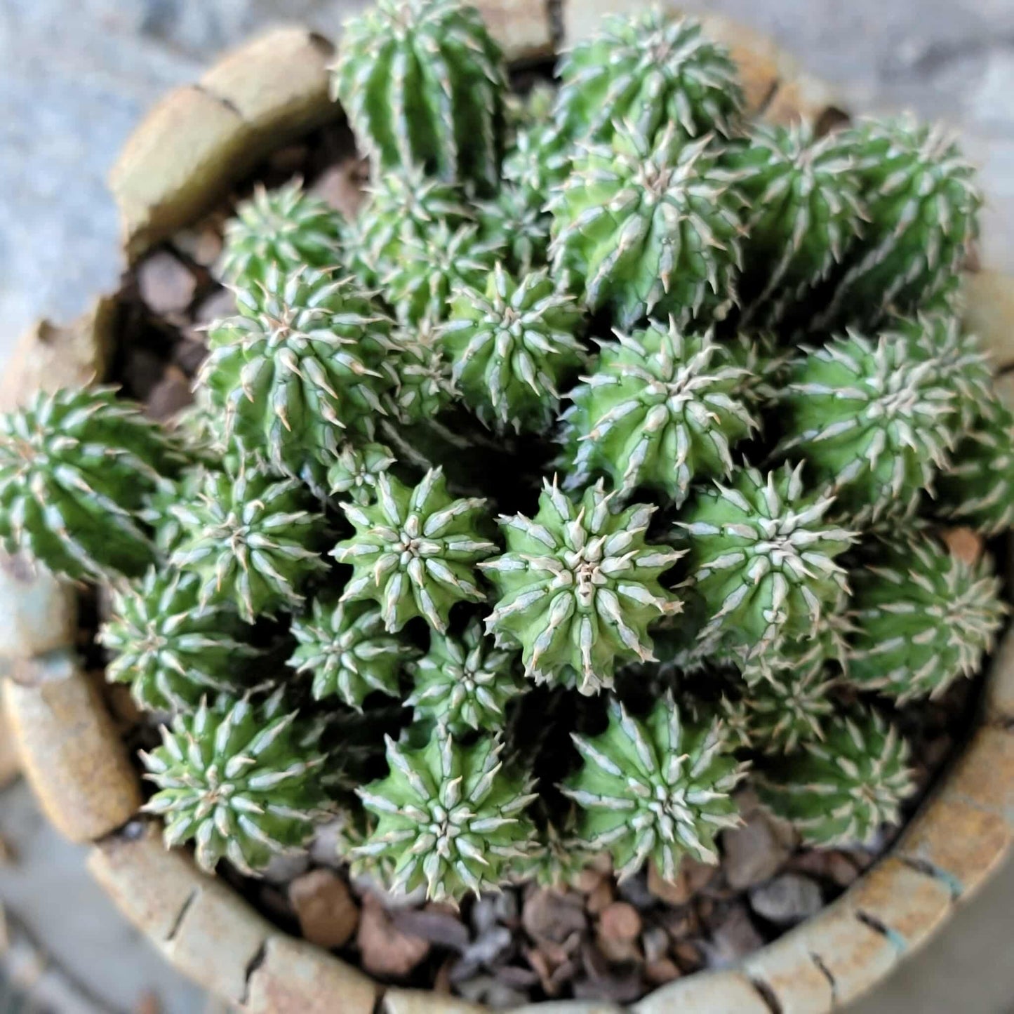 Euphorbia sepulta
