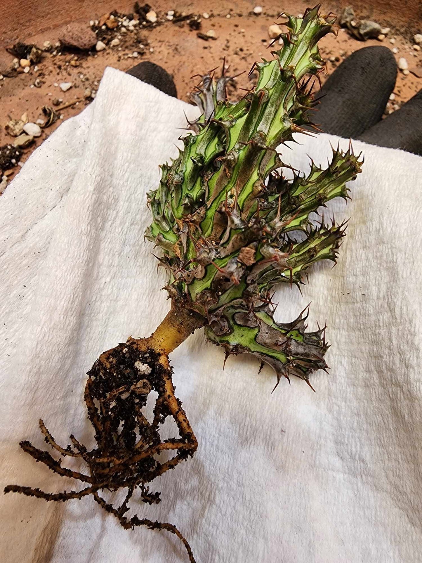 Euphorbia sp. nova Somalia hordio