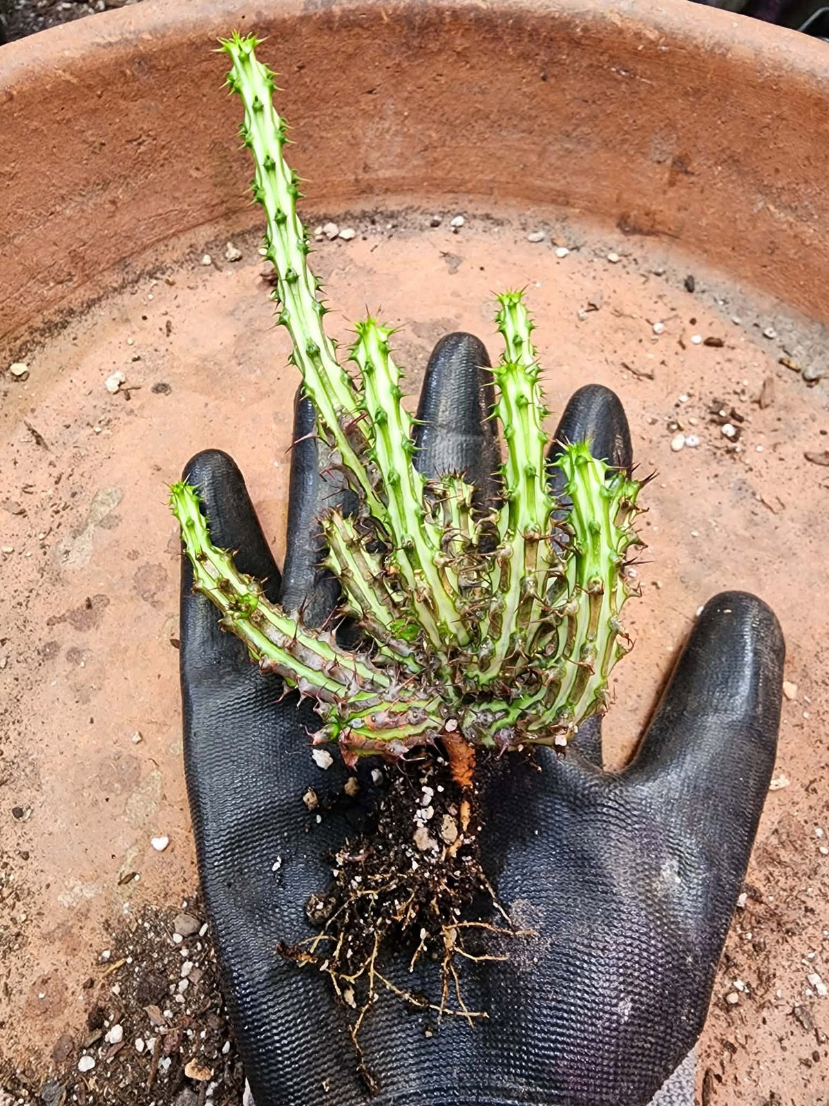 Euphorbia sp. nova Somalia hordio