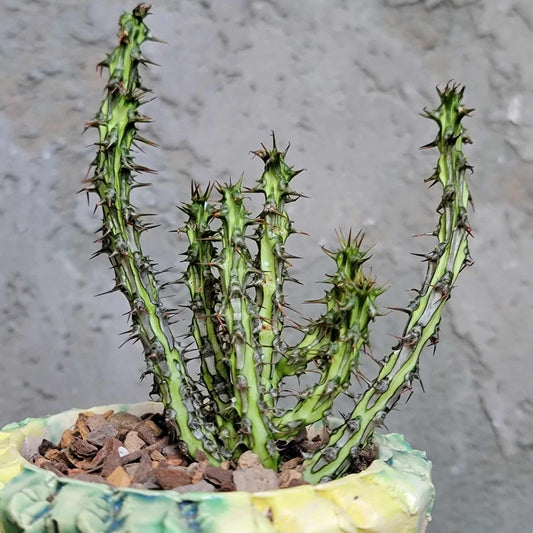 Euphorbia sp. nova Somalia hordio