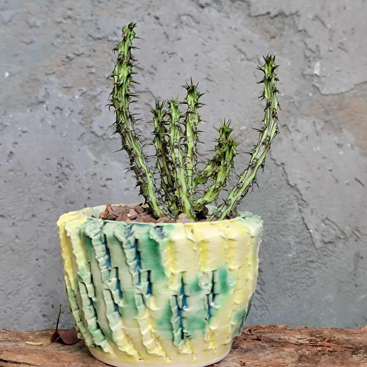 Euphorbia sp. nova Somalia hordio