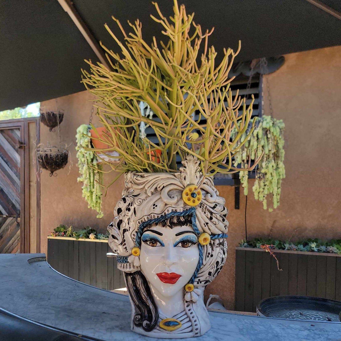 Euphorbia tirucalli - Fire Sticks - Pencil Cactus