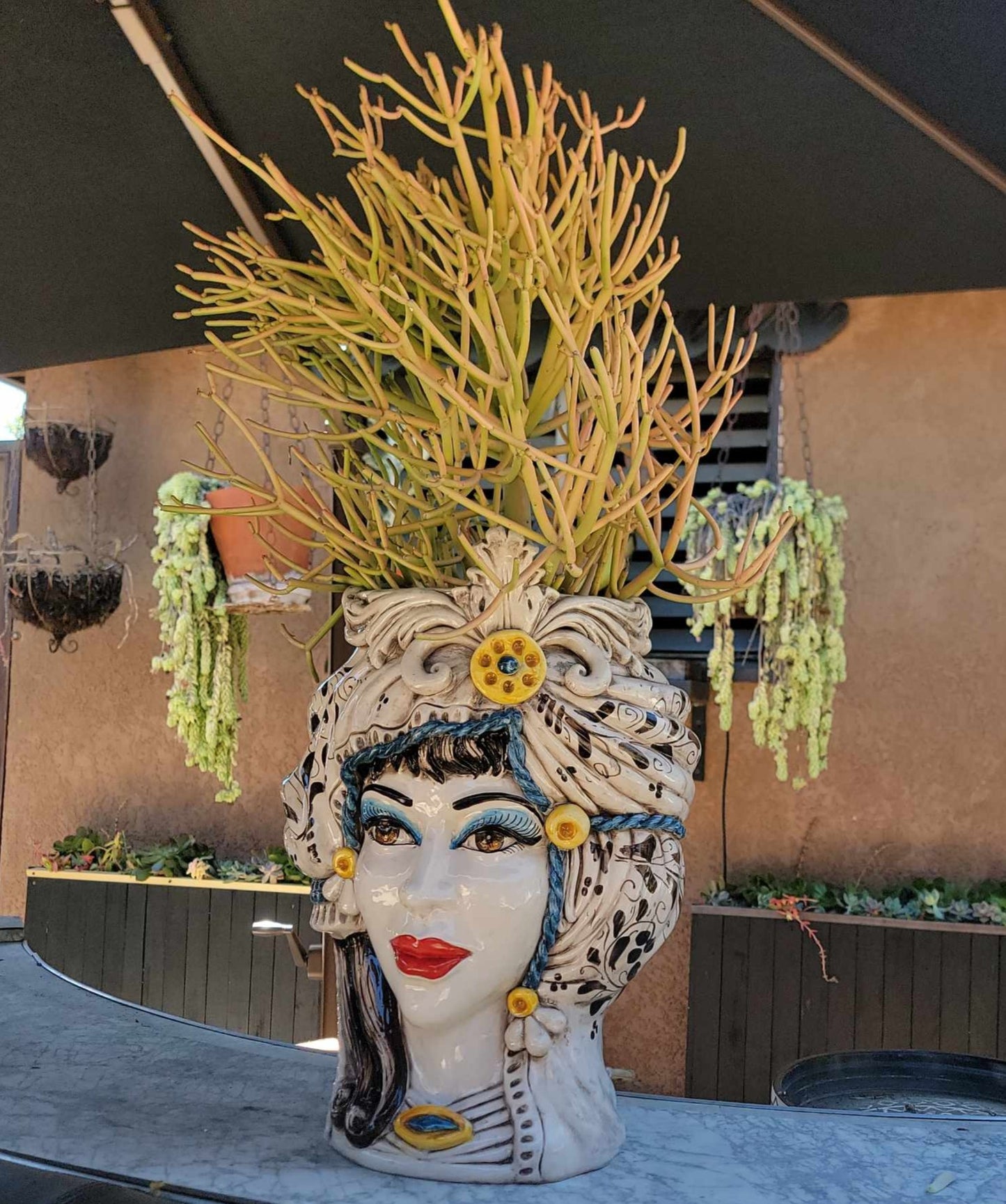 Euphorbia tirucalli - Fire Sticks - Pencil Cactus