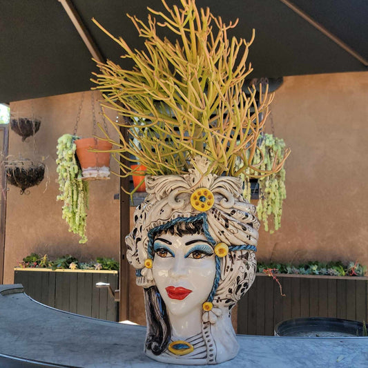 Euphorbia tirucalli - Fire Sticks - Pencil Cactus